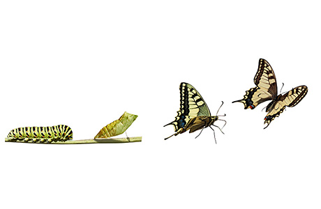 Transcreation Services Colourful Butterfly Life Cycle